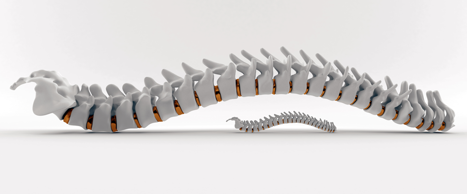Chiropractor-Spine