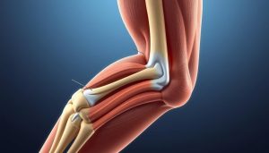Tennis Elbow Anatomy and Symptoms
