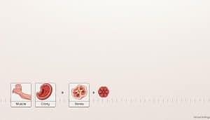 A detailed diagram depicting the stages of tissue healing over time, showcased against a muted, anatomical background. In the foreground, a series of illustrated insets highlight the progression of healing for various body parts, such as muscle, bone, and connective tissue. The middle ground features a timeline with labeled milestones, allowing the viewer to visualize the typical healing timeframes. The background is a subtly textured, off-white surface, creating a clean, medical-inspired atmosphere. The lighting is soft and evenly distributed, accentuating the clarity of the illustrations and the informative nature of the image. The overall composition emphasizes the comprehensive understanding of tissue healing by body part.